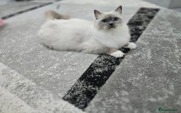 Ragdoll cats for sale: Blue mitted european girl - Image 5