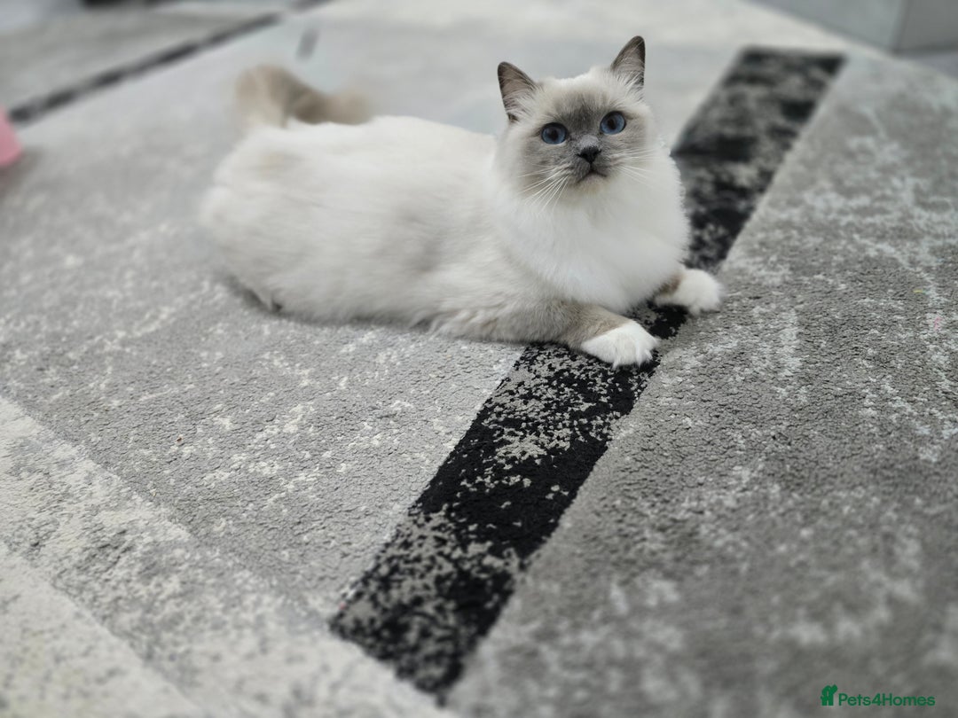 Ragdoll cats for sale: Blue mitted european girl - Image 5