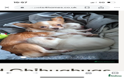 Chihuahua dogs for sale: Chihuahua  - Image 8