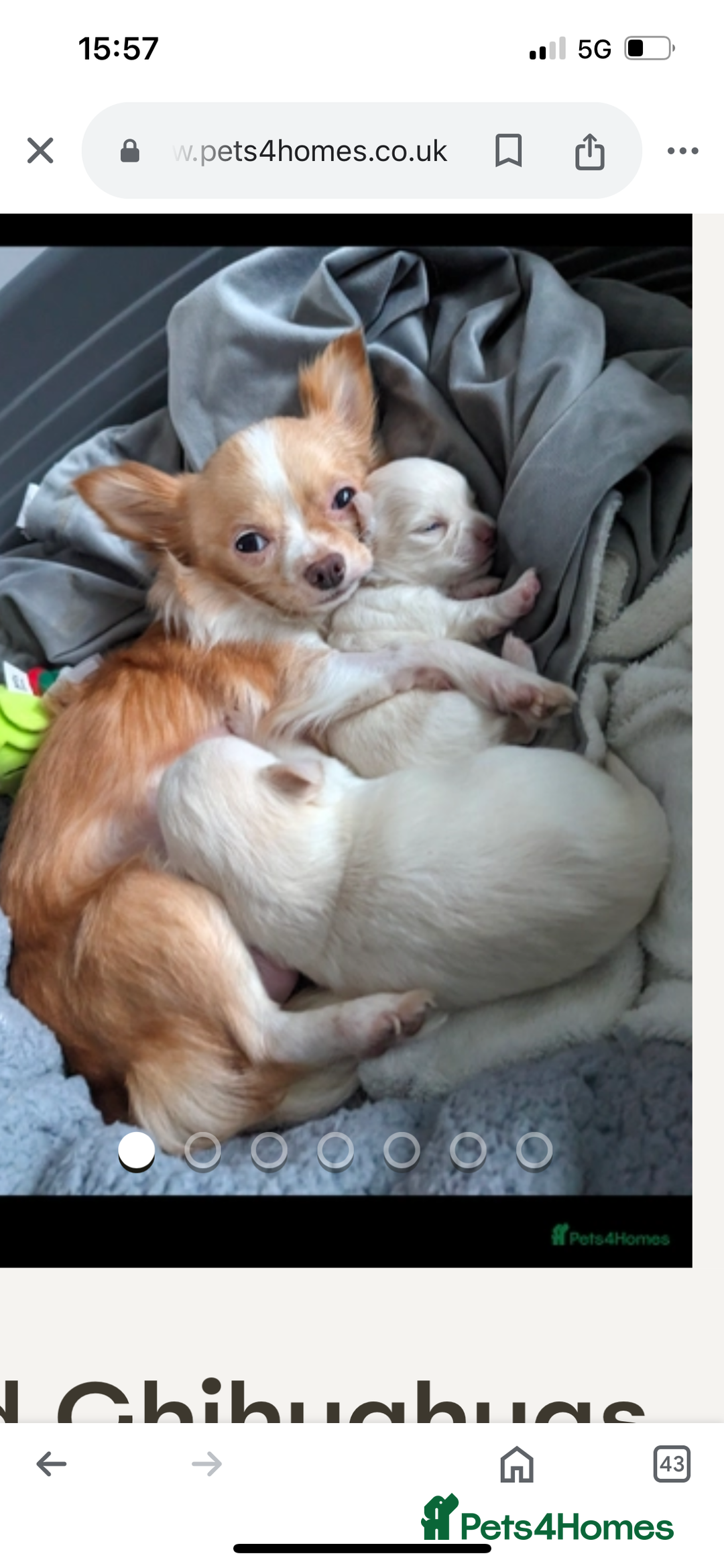 Chihuahua dogs for sale: Chihuahua  - Image 8