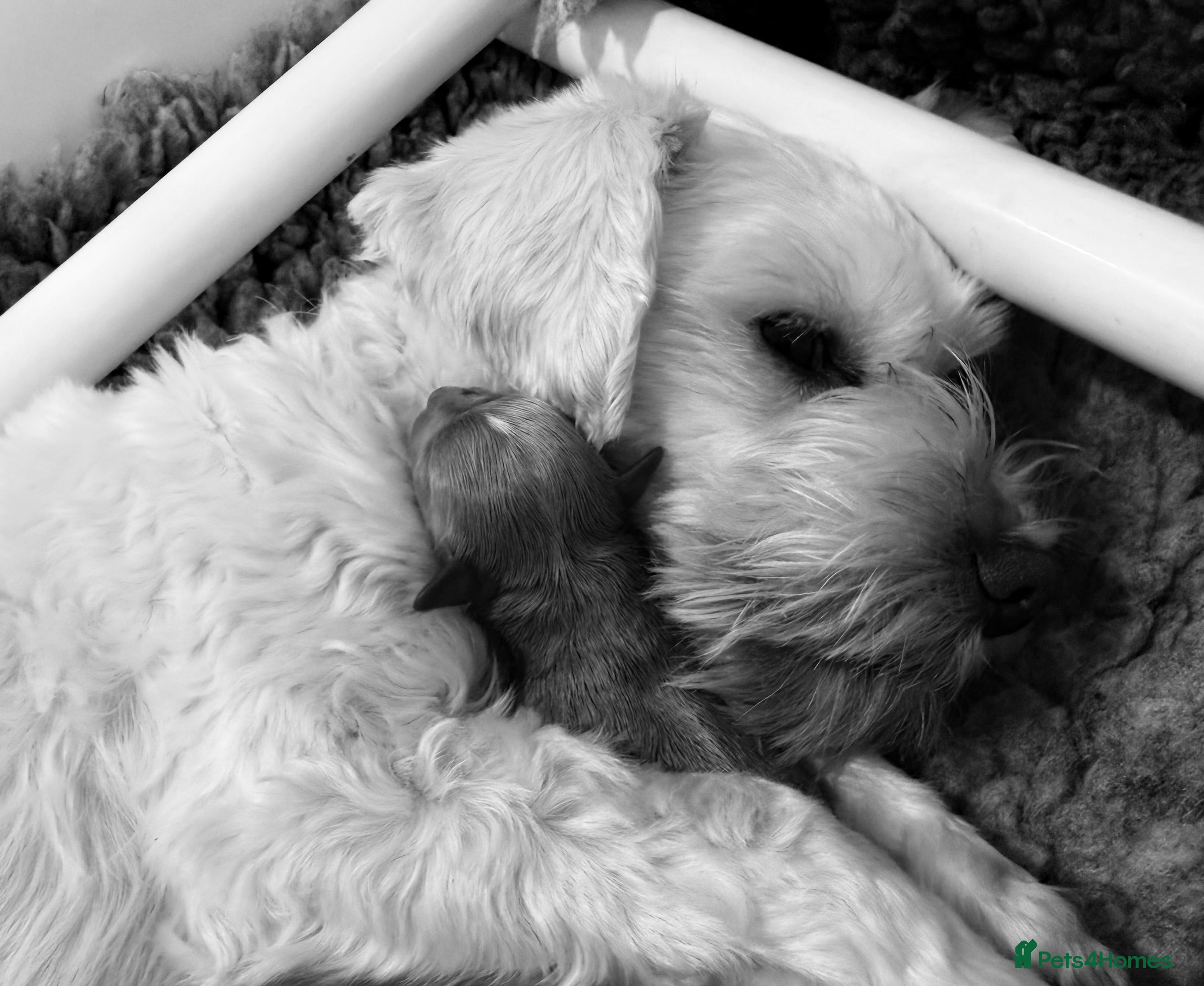 Schnoodle dogs F1 Toy Mega Coat Schnoodles - Advert 1