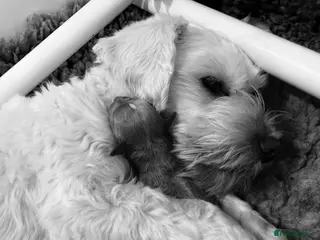 Schnoodle dogs F1 Toy Mega Coat Schnoodles - Advert 1