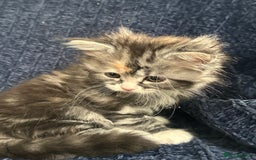Scottish Fold cats for sale: Gorgeous fluffy Scottish Fold x DSH kittens - Image 26