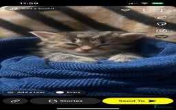 Mixed Breed cats for sale: Kitten for sale!  - Image 3