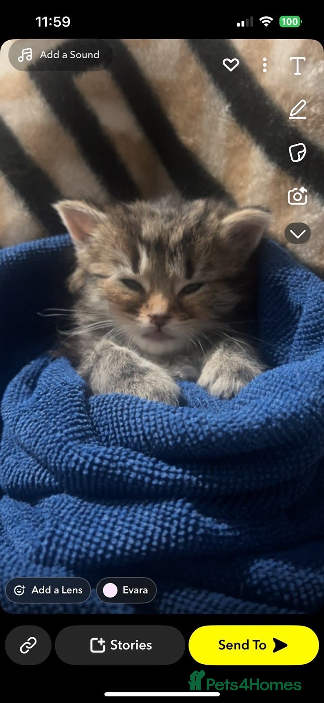 Mixed Breed cats for sale: Kitten for sale!  - Image 3