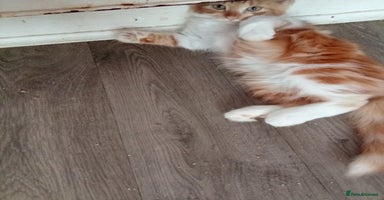 Mixed Breed cats - Advert 13
