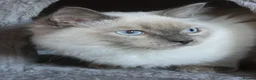 Ragdoll cats for sale: Shy Sweet Blue Boy Full vaccines Chipped Insured🤎 - Advert 6