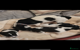 Jack Russell dogs for sale: 3 beautiful pups  - Image 5