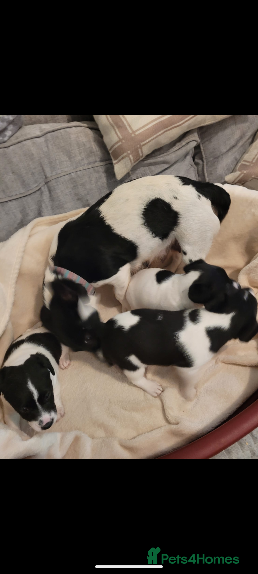 Jack Russell dogs for sale: 3 beautiful pups  - Image 5