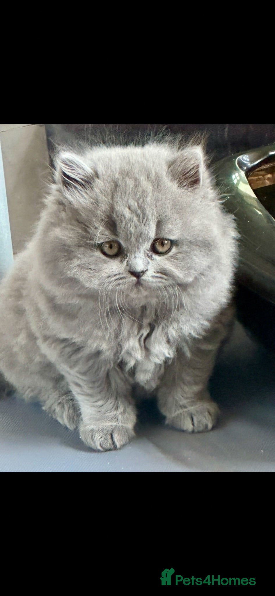British Shorthair cats 5 Stunning BSH Blue and Lilac Kittens - Advert 2