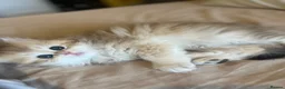 British Longhair cats for sale: 👑 GCCF Champion Line British Kittens 🐾 - Advert 3