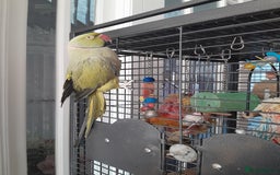 Ringnecks birds for sale: Green Indian ringneck parrot  - Image 5