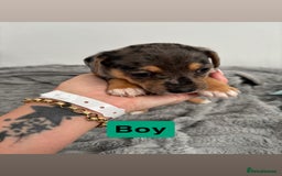 Jack Russell dogs for sale: Merle and black & tan Jack Russell  - Image 5