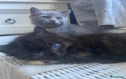 Ragdoll cats for sale: stunning ragdoll kittens - Image 7