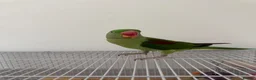 Parrots birds for sale: Alexandrine Parrot. Ring neck.  - Advert 4