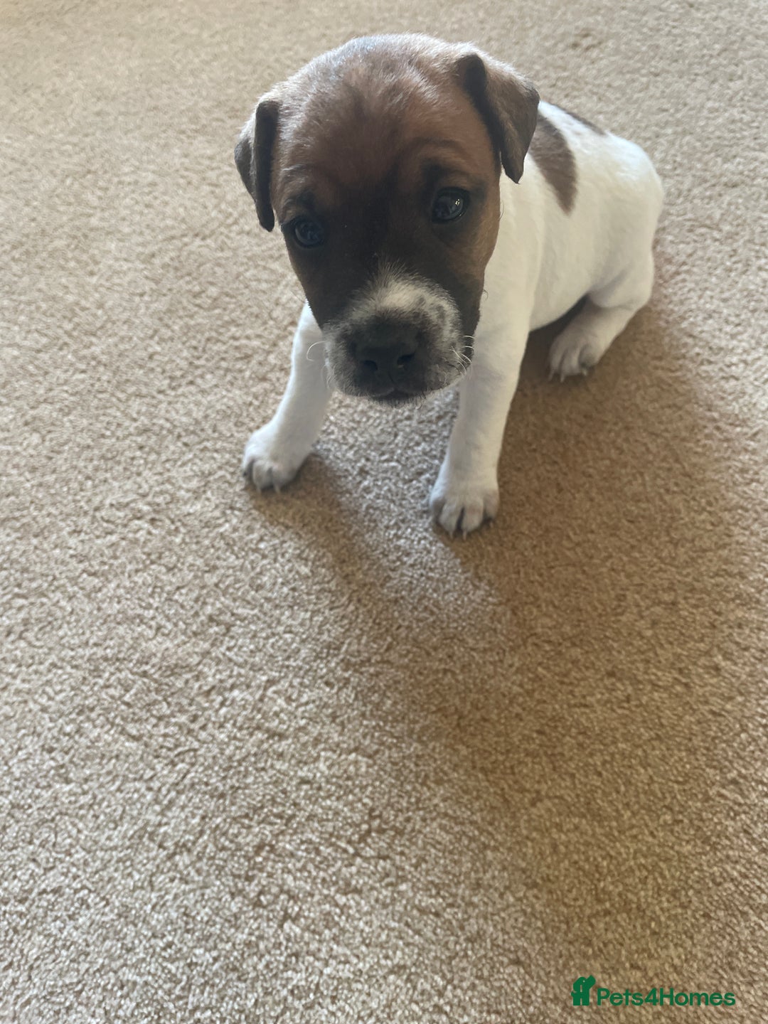 Jack Russell dogs for sale: Jack Russell puppies for sale - Advert 17