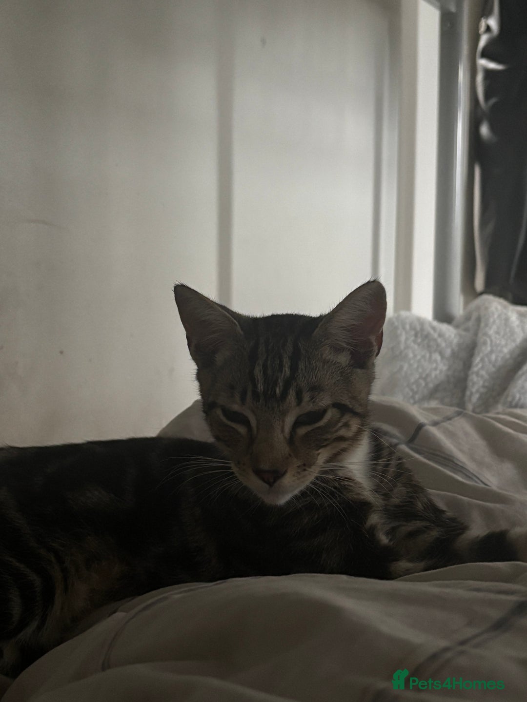 Domestic Shorthair cats for sale: Male Kitten - very cuddly and friendly  - Image 4