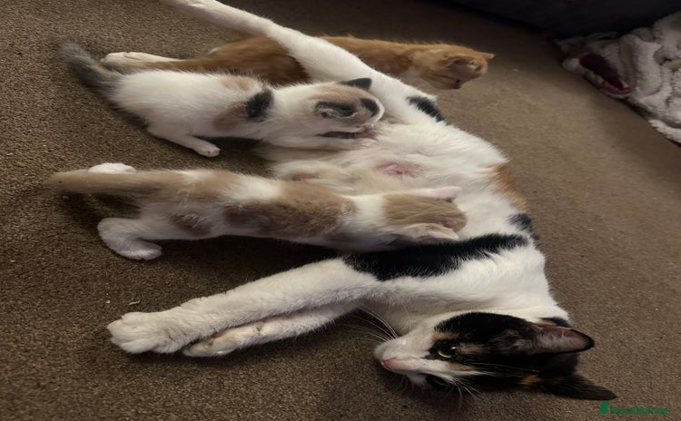 Mixed Breed cats Mixed breed kittens  - Advert 16