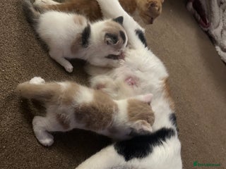 Mixed Breed cats Mixed breed kittens - Advert 10