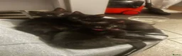 Mixed Breed cats for sale: Three beautiful kittens  - Advert 2