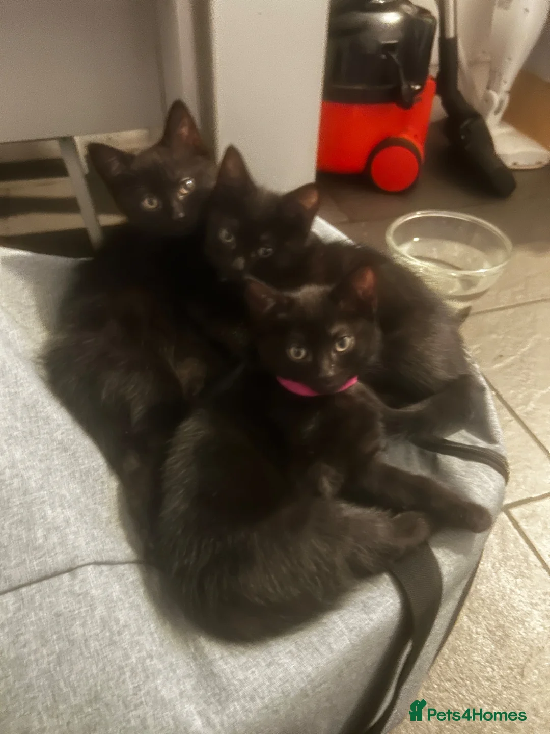 Mixed Breed cats for sale: Three beautiful kittens  - Advert 2
