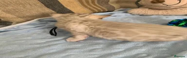 Bengal Kitten 1