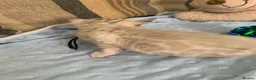 Bengal cats for sale: Beautiful Bengal babies  - Advert 8