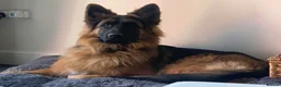 German Shepherd dogs for sale: Beautiful KC Reg puppies for sale  - Advert 5