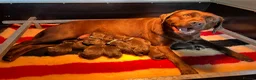 Labrador Retriever dogs for sale: 2 Females left from Fully health tested parents - Advert 6