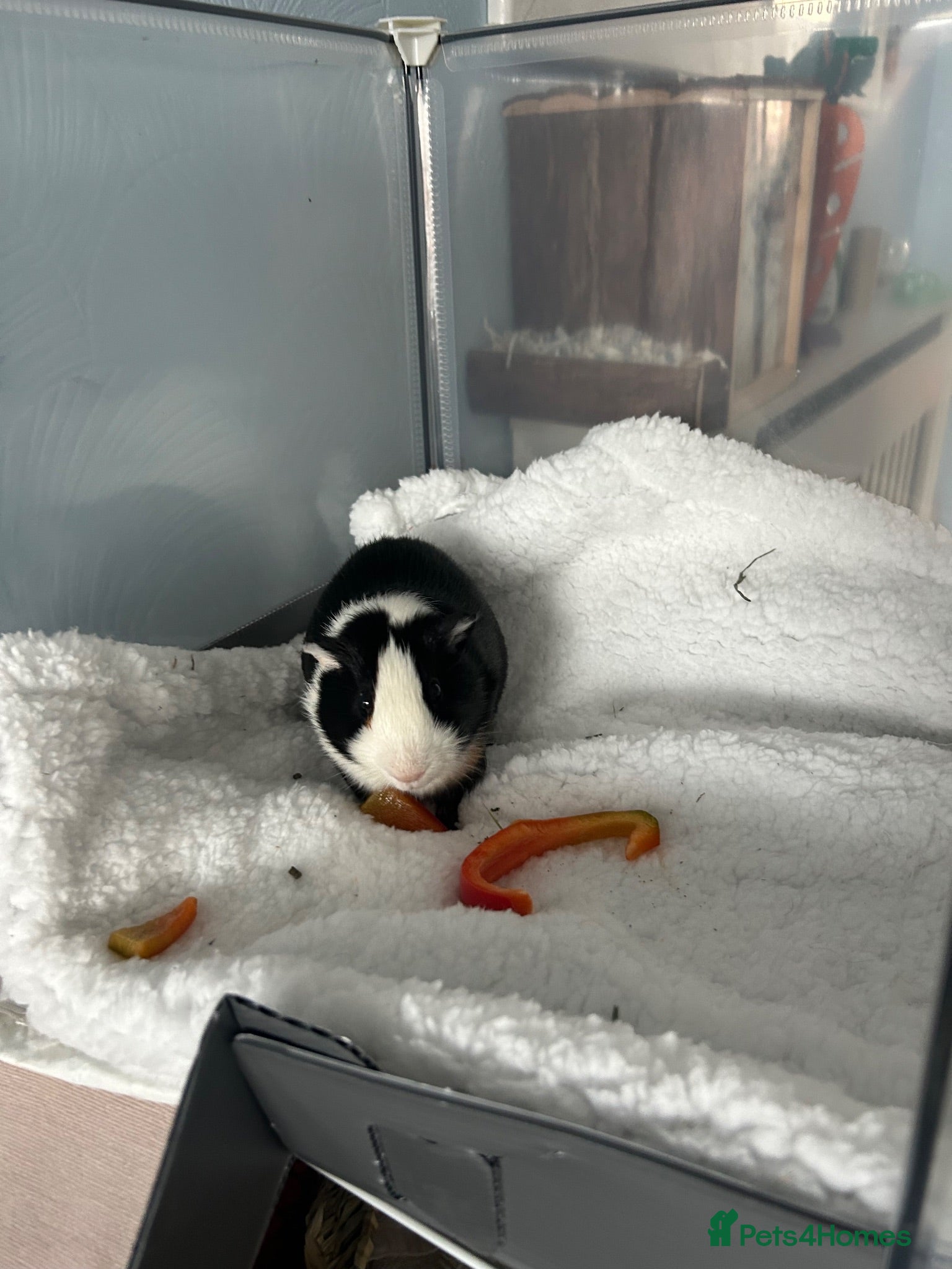 Guinea Pig rodents Beautiful Male bonded looking their forever home. - Advert 2