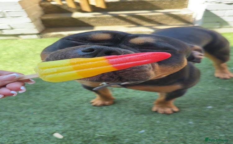 Mixed Breed dogs - Advert 1