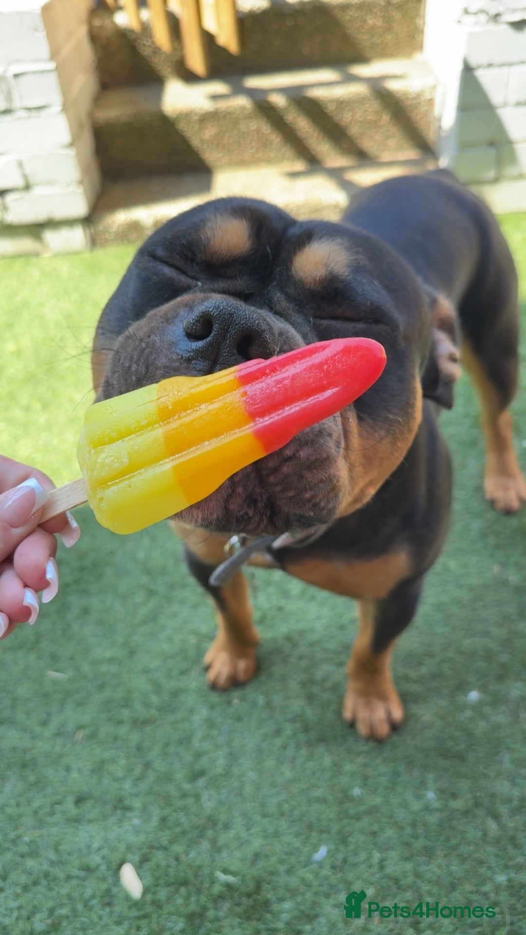 Mixed Breed dogs for stud: Pocket bully for stud  - Image 1