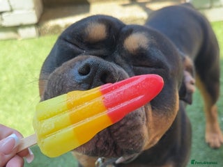 Mixed Breed dogs - Advert 8