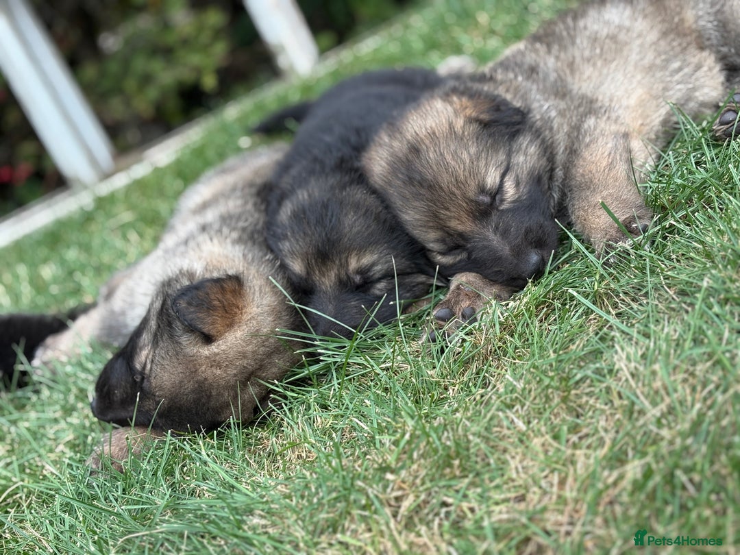 German Shepherd dogs for sale: German shepherd pups  - Image 5