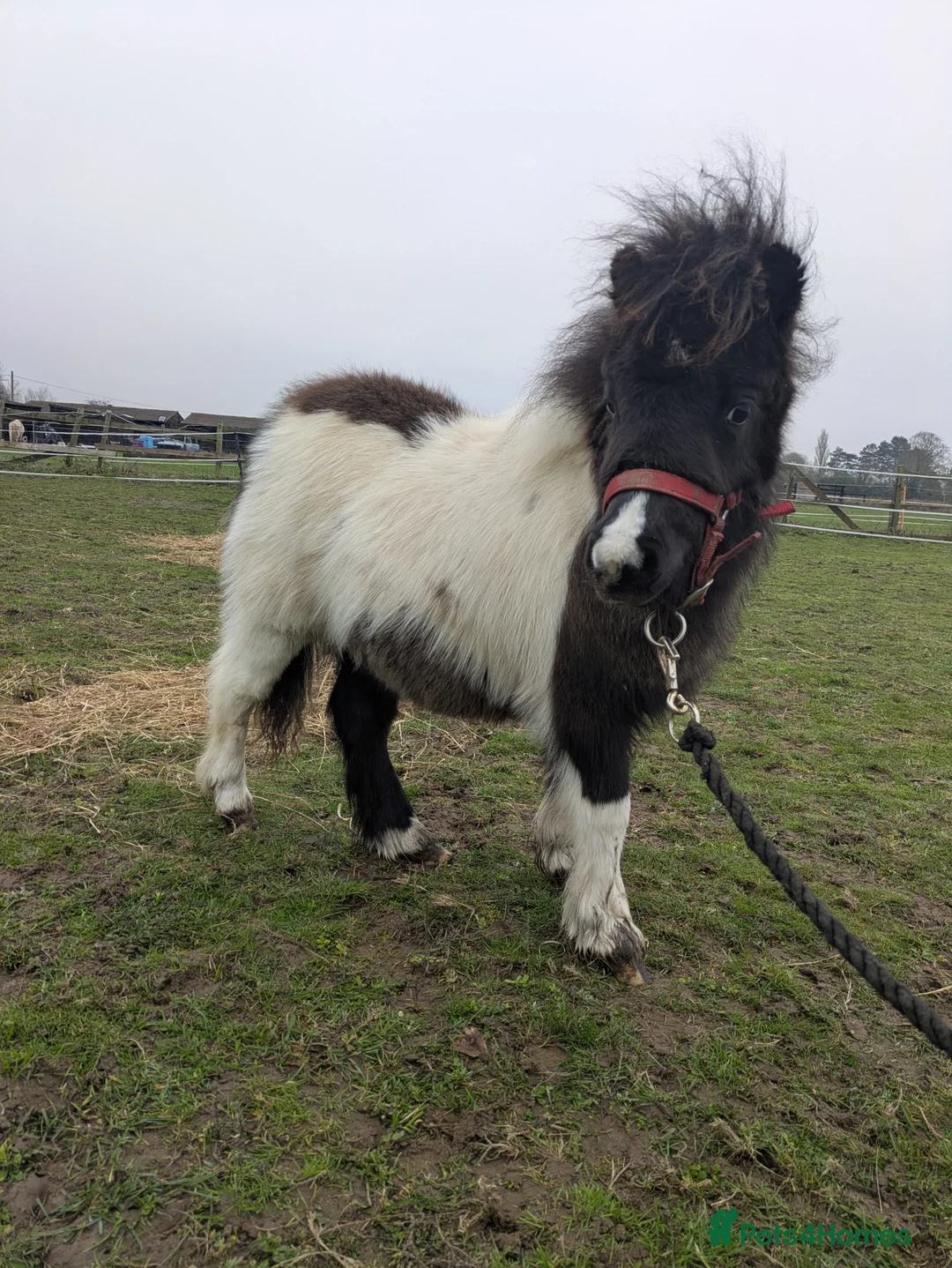 Shetland pony horses for sale: Stunning Minature Shetlands DEPOSIT SECURED  - Advert 7