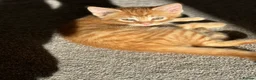 Mixed Breed cats for sale: Beautiful confident kittens looking for home  - Advert 14