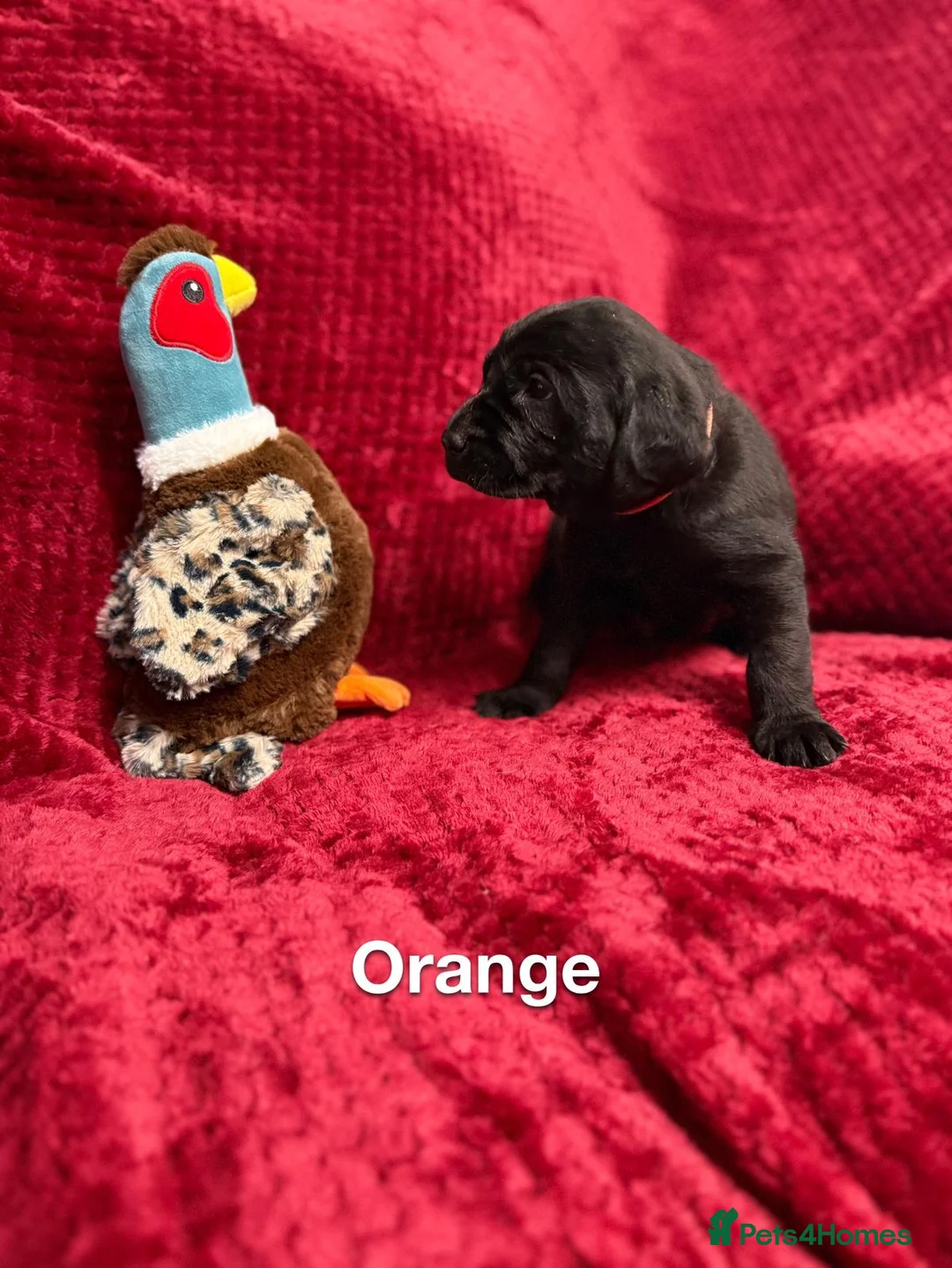 Labrador Retriever dogs for sale: Black Labrador Puppies  - Advert 5