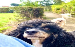 Poodle dogs for stud: GORGEOUS PHANTOM POODLE STUD  - Image 18