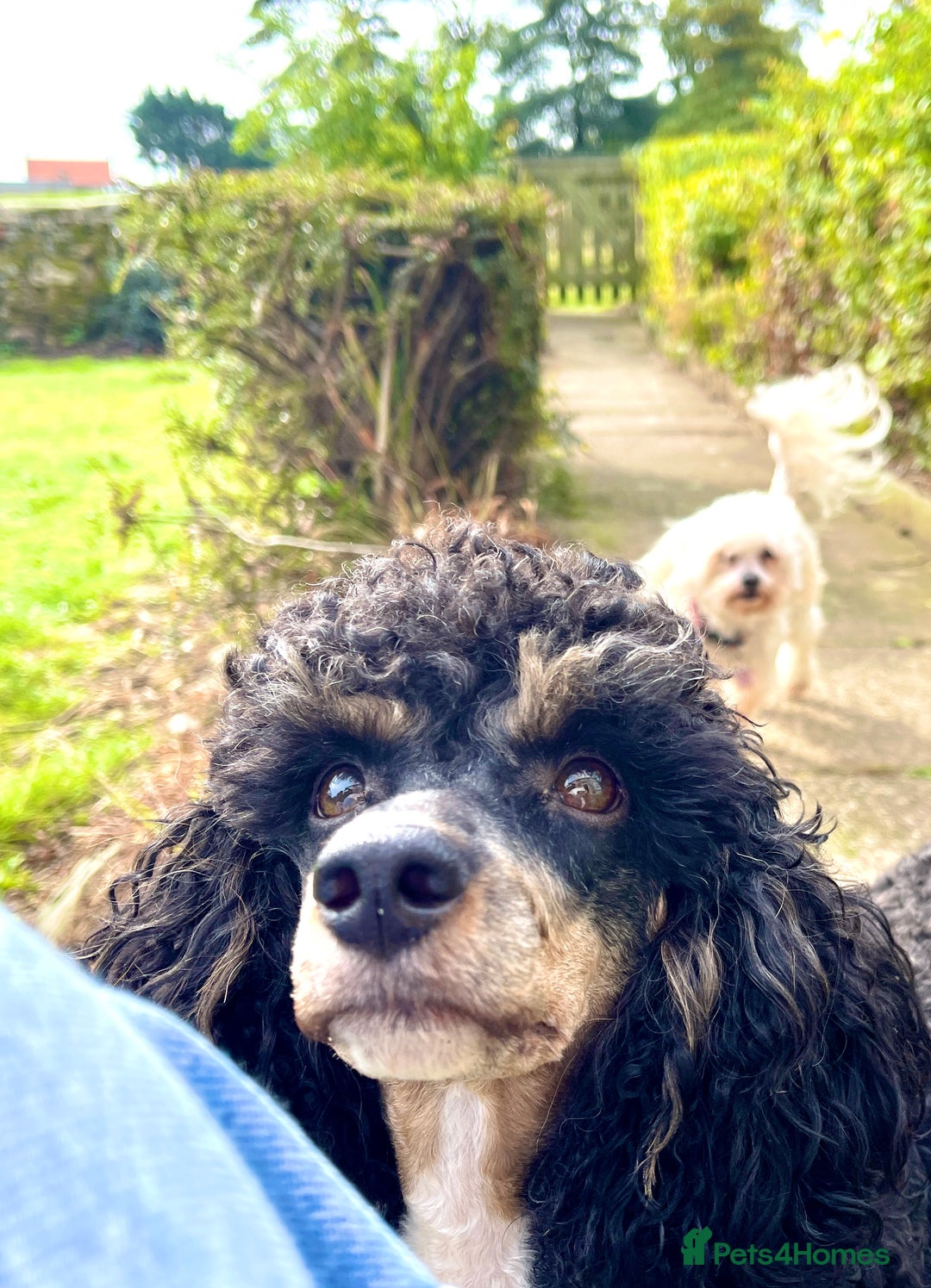 Poodle dogs for stud: GORGEOUS PHANTOM POODLE STUD  - Image 18