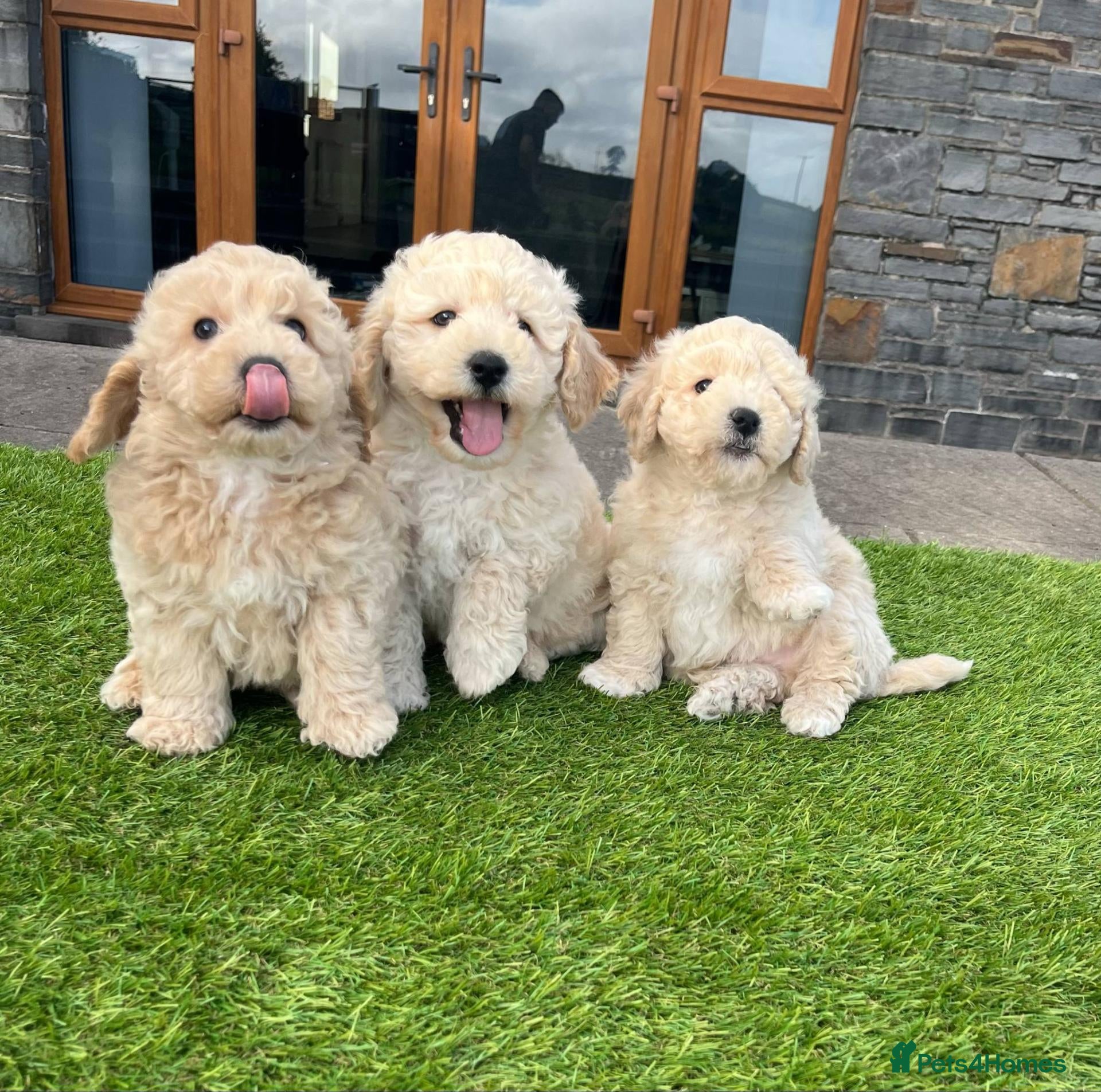 Poochon dogs Poochon Puppies - Advert 2