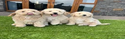 Poochon dogs for sale: Poochon Puppies - Advert 22
