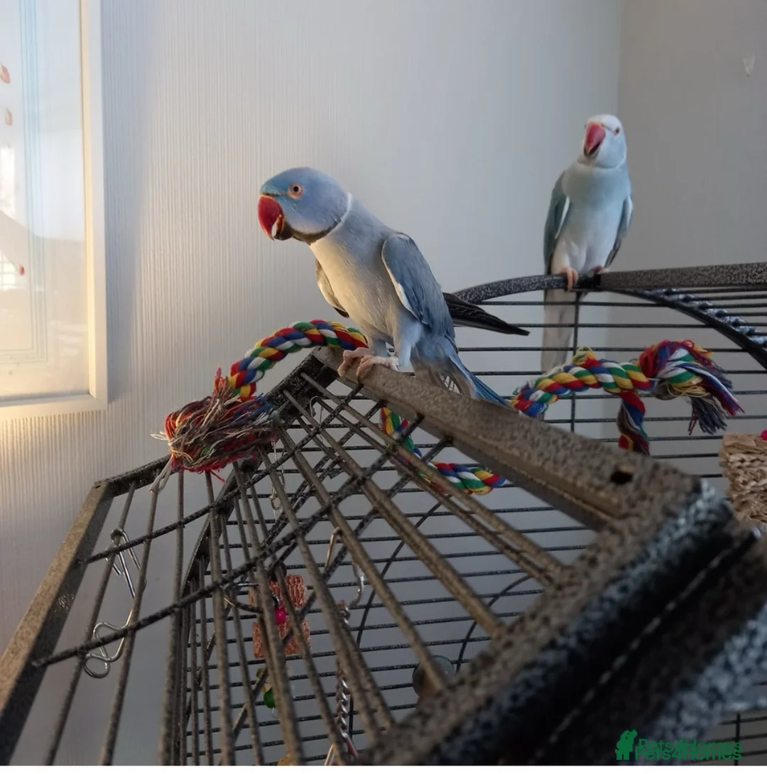 Ringnecks birds for sale: Indian ringnecks in Wirral - Advert 7