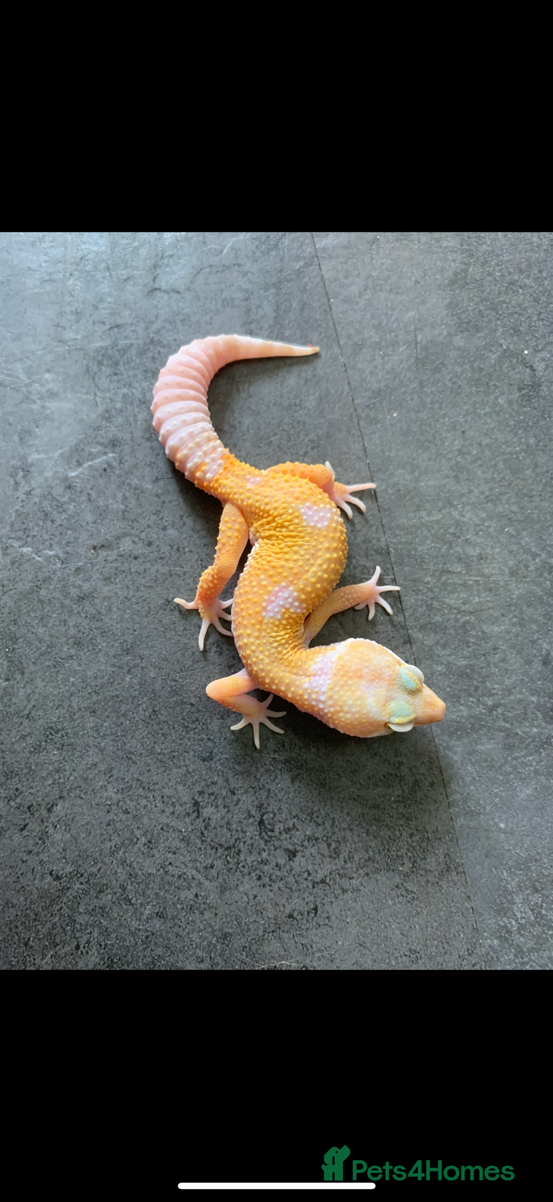 Gecko reptiles for sale: Geckos for sale STUNNING BABIES Leopard and AFT - Image 3