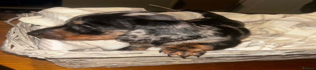 Miniature Dachshund Puppy 4