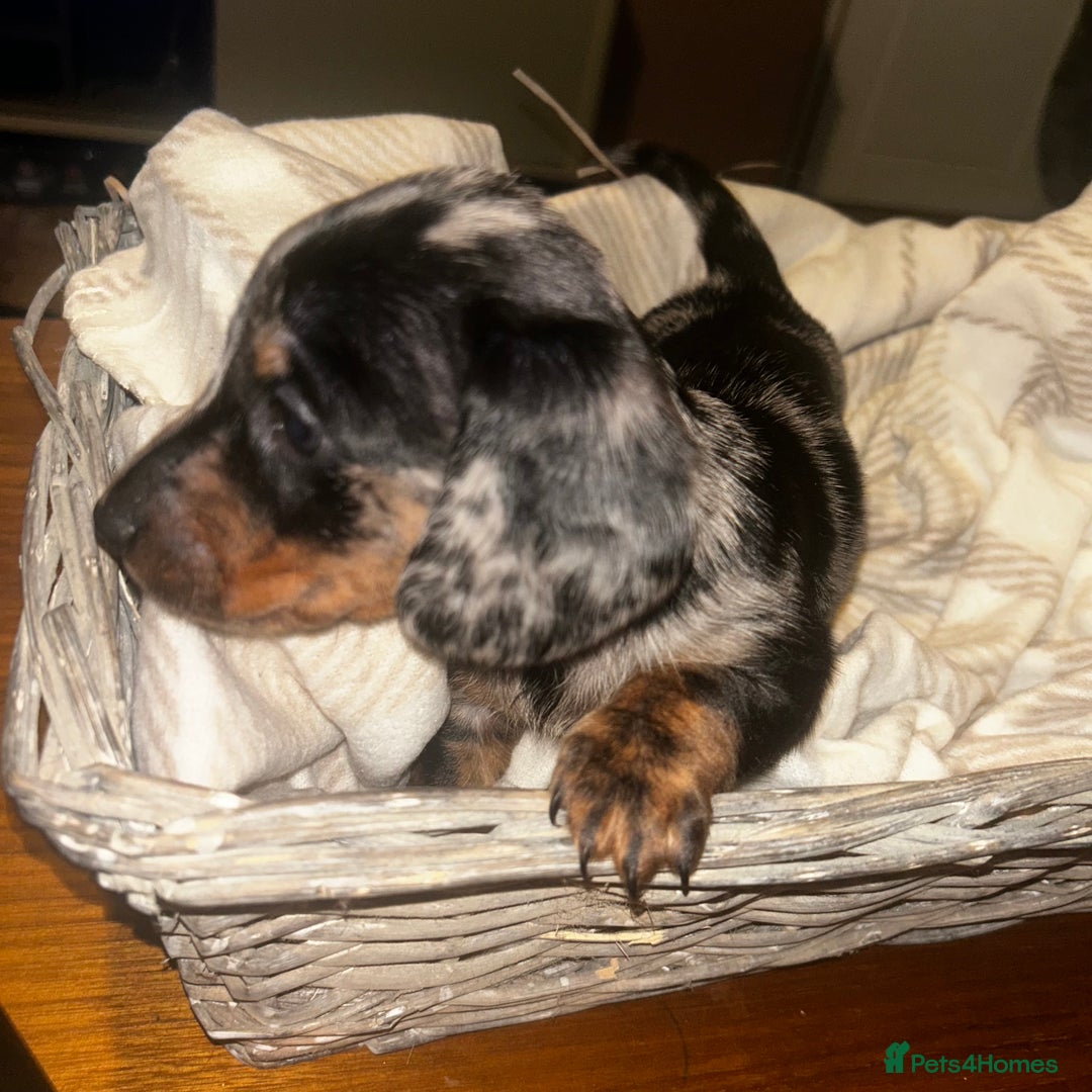 Miniature Dachshund dogs for sale: Mini dachshunds  - Image 11