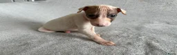 Whippet dogs for sale: 🐾 Beautiful Whippet Puppies – Boys & Girls - Advert 17