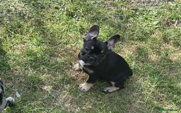 French Bulldog dogs for sale: French Bulldogs  - Image 18