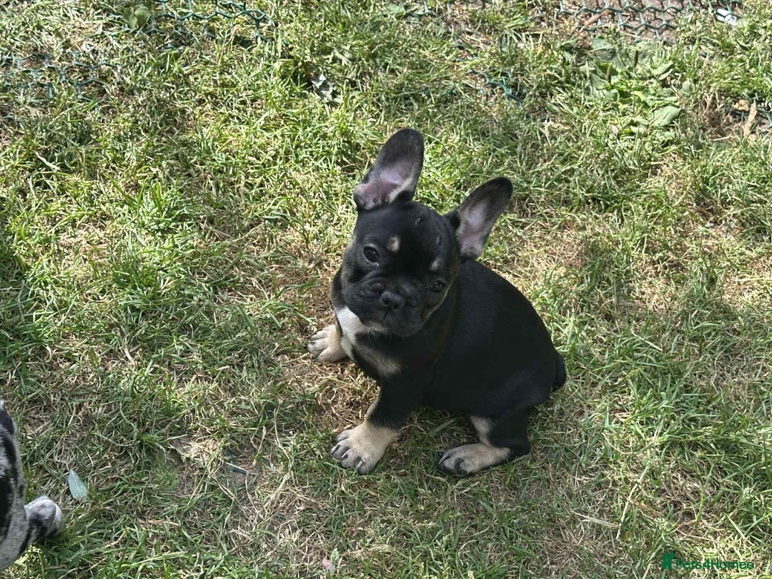 French Bulldog dogs for sale: French Bulldogs  - Image 18