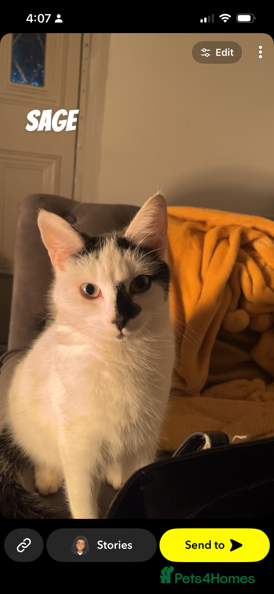 Mixed Breed cats Looking for a loving home for 4 kittens - Advert 1