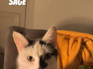 Mixed Breed cats Looking for a loving home for 4 kittens - Advert 3